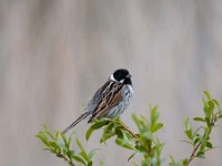 Emberiza schoeniclus 126, Rietgors, Saxifraga-Luuk Vermeer