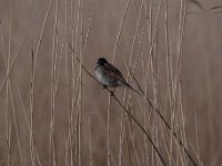 Emberiza schoeniclus 130, Rietgors, Saxifraga-Luuk Vermeer