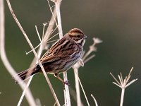 Emberiza schoeniclus 132, Rietgors, Saxifraga-Bart Vastenhouw