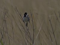 Emberiza schoeniclus 133, Rietgors, Saxifraga-Jan Nijendijk