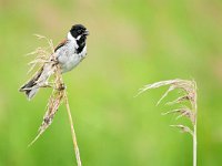 Emberiza schoeniclus 137, Rietgors, Saxifraga-Tom Heijnen