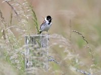 Emberiza schoeniclus 139, Rietgors, Saxifraga-Tom Heijnen