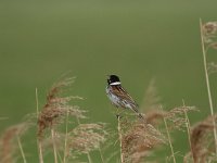 Emberiza schoeniclus 30, Rietgors, Saxifraga-Dirk Hilbers