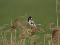 Emberiza schoeniclus 35, Rietgors, Saxifraga-Dirk Hilbers