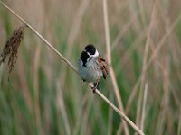 Emberiza schoeniclus 46, Rietgors, Saxifraga-Luuk Vermeer