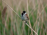 Emberiza schoeniclus 47, Rietgors, Saxifraga-Luuk Vermeer