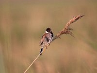 Emberiza schoeniclus 49, Rietgors, Saxifraga-Luuk Vermeer