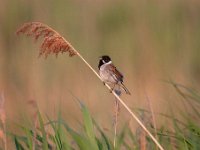 Emberiza schoeniclus 56, Rietgors, Saxifraga-Luuk Vermeer