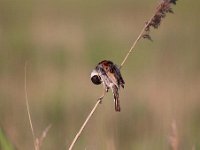 Emberiza schoeniclus 57, Rietgors, Saxifraga-Luuk Vermeer