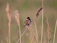 Emberiza schoeniclus 58, Rietgors, Saxifraga-Luuk Vermeer