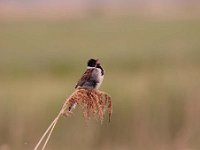 Emberiza schoeniclus 63, Rietgors, Saxifraga-Luuk Vermeer