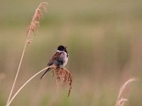 Emberiza schoeniclus 65, Rietgors, Saxifraga-Luuk Vermeer