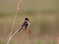 Emberiza schoeniclus 66, Rietgors, Saxifraga-Luuk Vermeer