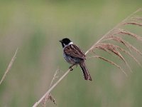 Emberiza schoeniclus 67, Rietgors, Saxifraga-Luuk Vermeer