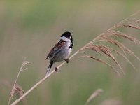 Emberiza schoeniclus 70, Rietgors, Saxifraga-Luuk Vermeer