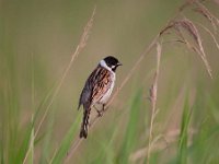 Emberiza schoeniclus 72, Rietgors, Saxifraga-Luuk Vermeer