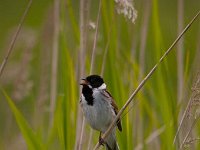 Emberiza schoeniclus 76, Rietgors, Saxifraga-Luuk Vermeer