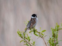 Emberiza schoeniclus 81, Rietgors, Saxifraga-Luuk Vermeer