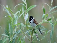 Emberiza schoeniclus 82, Rietgors, Saxifraga-Luuk Vermeer