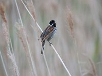 Emberiza schoeniclus 83, Rietgors, Saxifraga-Luuk Vermeer