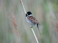 Emberiza schoeniclus 84, Rietgors, Saxifraga-Luuk Vermeer