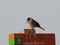 Emberiza schoeniclus 88, Rietgors, Saxifraga-Luuk Vermeer