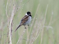 Emberiza schoeniclus 92, Rietgors, Saxifraga-Luuk Vermeer