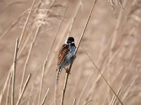 Emberiza schoeniclus 93, Rietgors, Saxifraga-Luuk Vermeer