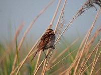 Emberiza schoeniclus 97, Rietgors, Saxifraga-Luuk Vermeer