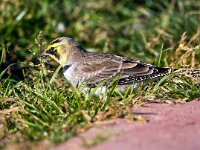 Eremophila alpestris 17, Strandleeuwerik, Saxifraga-Bart Vastenhouw