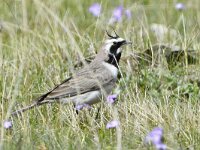 Eremophila alpestris ssp penicillata 1, Strandleeuwerik, Saxifraga-Tom Heijnen