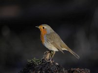 Erithacus rubecula 102, Roodborst, Saxifraga-Luuk Vermeer