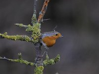 Erithacus rubecula 109, Roodborst, Saxifraga-Luuk Vermeer