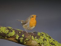 Erithacus rubecula 111, Roodborst, Saxifraga-Luuk Vermeer