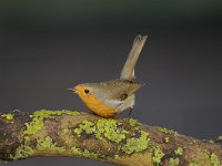 Erithacus rubecula 112, Roodborst, Saxifraga-Luuk Vermeer