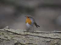 Erithacus rubecula 114, Roodborst, Saxifraga-Luuk Vermeer