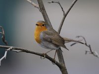 Erithacus rubecula 117, Roodborst, Saxifraga-Luuk Vermeer