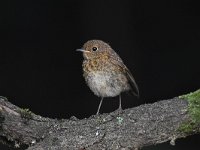 Erithacus rubecula 119, Roodborst, Saxifraga-Luuk Vermeer