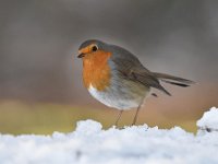 Erithacus rubecula 125, Roodborst, Saxifraga-Luuk Vermeer