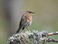 Erithacus rubecula 131, Roodborst, Saxifraga-Luuk Vermeer