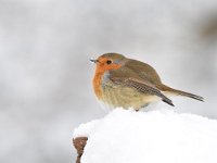 Erithacus rubecula 136, Roodborst, Saxifraga-Luuk Vermeer