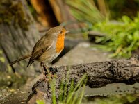 Erithacus rubecula 15, Roodborst, adult, Saxifraga-Theo Verstrael