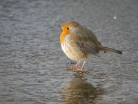 Erithacus rubecula 154, Roodborst, Saxifraga-Tom Heijnen