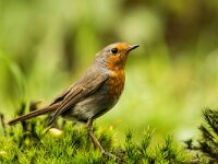 Erithacus rubecula 56, Roodborst, adult, Saxifraga-Theo Verstrael