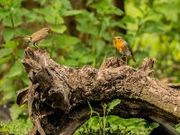 Erithacus rubecula 57, Roodborst, adult, Saxifraga-Theo Verstrael