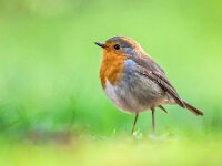 Robin with bright green background  Red robin (Erithacus rubecula) hopping on the ground on bright green background. This bird is a regular companion during gardening pursuits : Songbird, adorable, animal, background, beauty, bird, branch, close, close-up, color, curious, cute, elegant, erithacus, europe, european, fauna, feather, friendly, friendship, funny, garden, gardening, happy, house, lawn, leisure, looking, love, nature, one, orange, outdoors, perch, perched, plumage, pursuit, recreation, red, redbreast, robin, robins, rubecula, spring, summer, up, weekend, wild, wildlife, woods