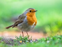 Robin in garden with bright green background  Red robin (Erithacus rubecula) foraging on the ground in an ecological garden on bright green background. This bird is a regular companion during gardening pursuits : Songbird, adorable, animal, background, beauty, bird, branch, close, close-up, color, curious, cute, elegant, erithacus, europe, european, fauna, feather, friendly, friendship, funny, garden, gardening, happy, house, lawn, leisure, looking, love, nature, one, orange, outdoors, perch, perched, plumage, pursuit, recreation, red, redbreast, robin, robins, rubecula, spring, summer, up, weekend, wild, wildlife, woods
