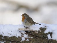 Erithacus rubecula 78, Roodborst, Saxifraga-Luuk Vermeer