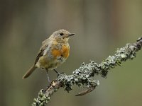 Erithacus rubecula 82, Roodborst, Saxifraga-Luuk Vermeer