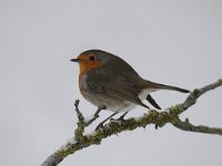 Erithacus rubecula 84, Roodborst, Saxifraga-Luuk Vermeer